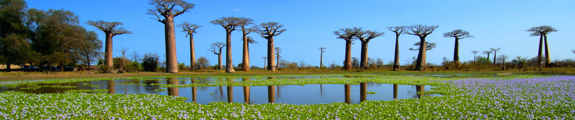 baobabs-nature-lac