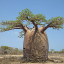 baobab-morombe-madagascar
