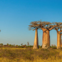 baobabs-madagascar