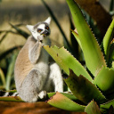 lemurien-aloe-madagascar