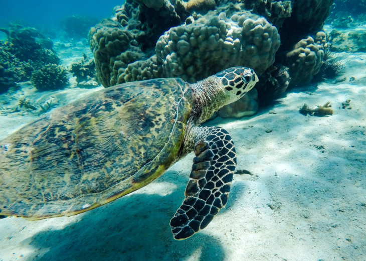 tortue-plongée-sous-marine
